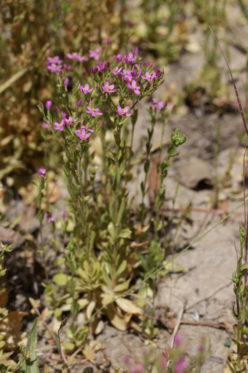 Muhlenberg's Centaury photo 3