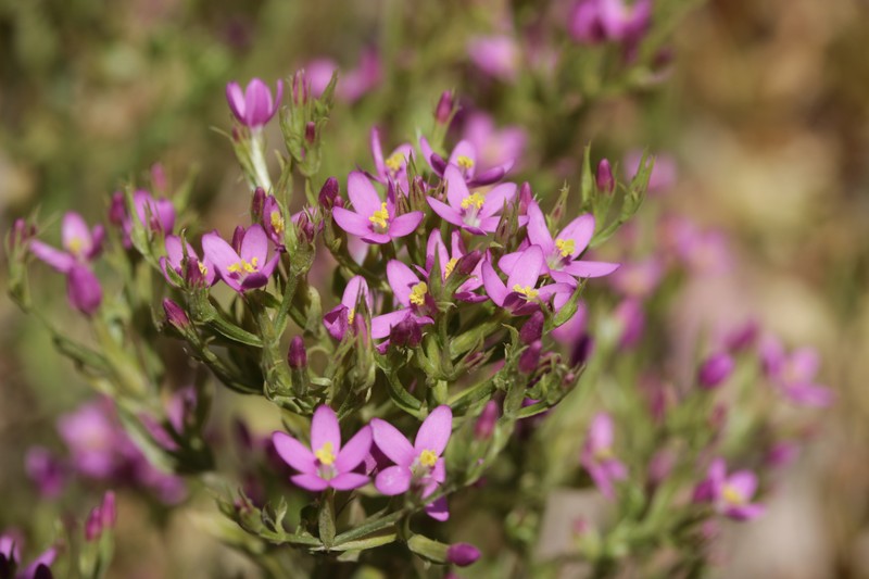 Muhlenberg's Centaury photo 4