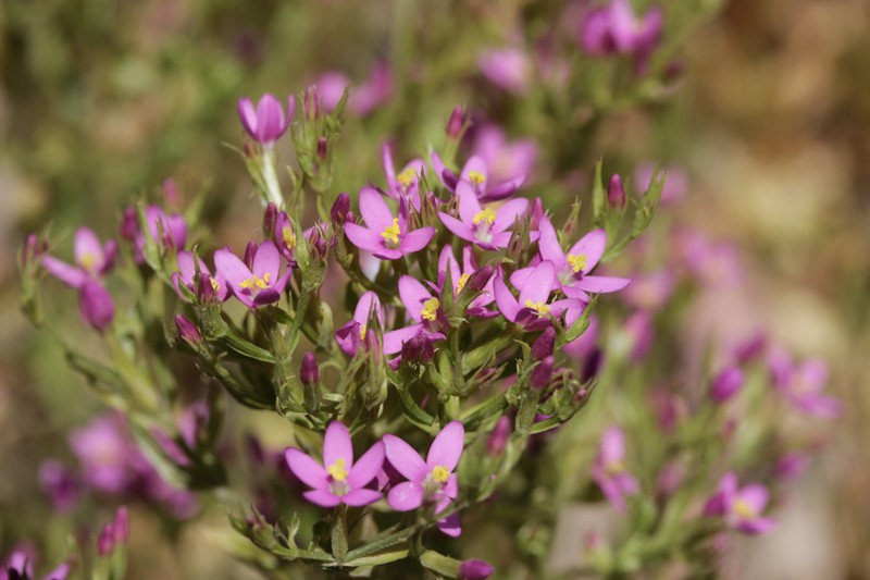 Muhlenberg's Centaury photo 5