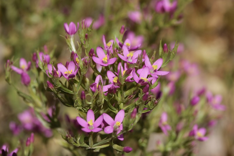 Muhlenberg's Centaury photo 6