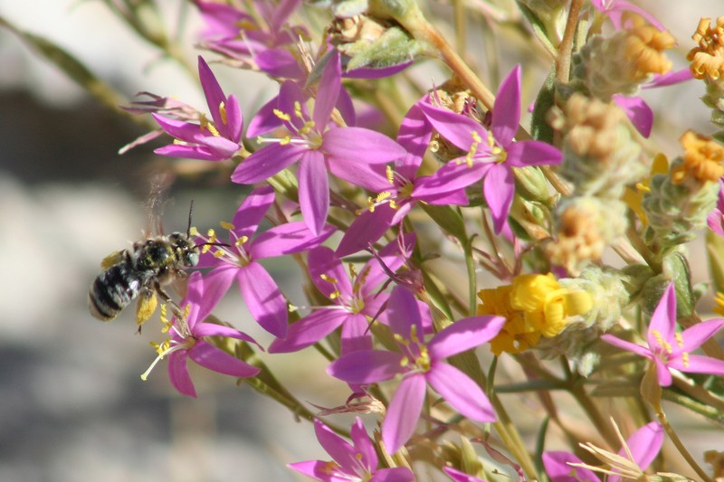 Springloving Centaury photo 2
