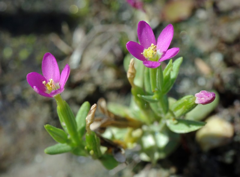 Branched Centaury