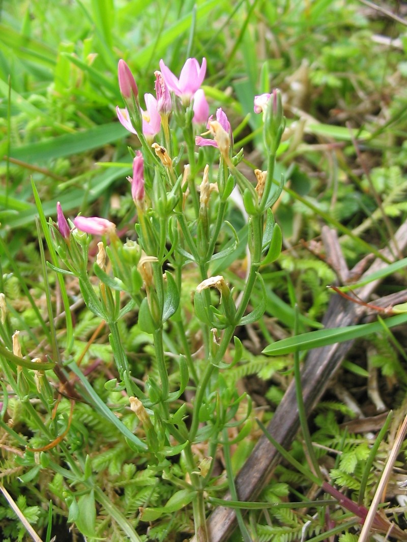 Branched Centaury photo 5