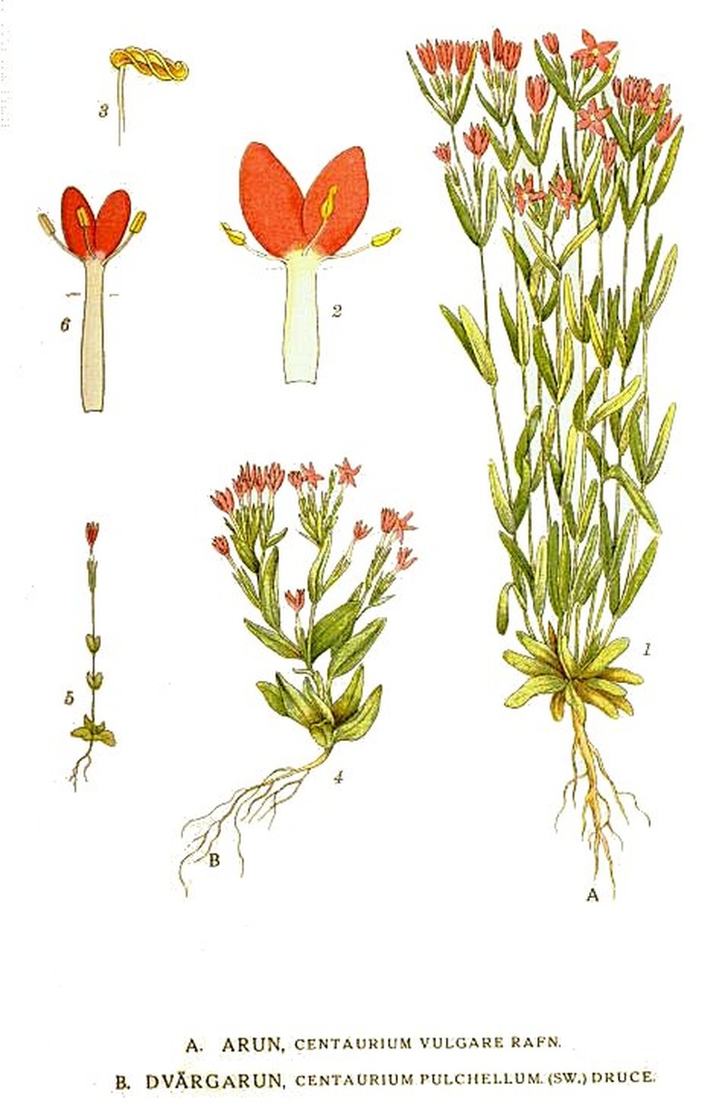 Branched Centaury photo 2