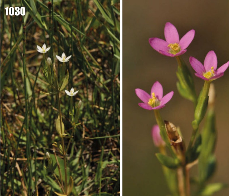 Branched Centaury photo 3