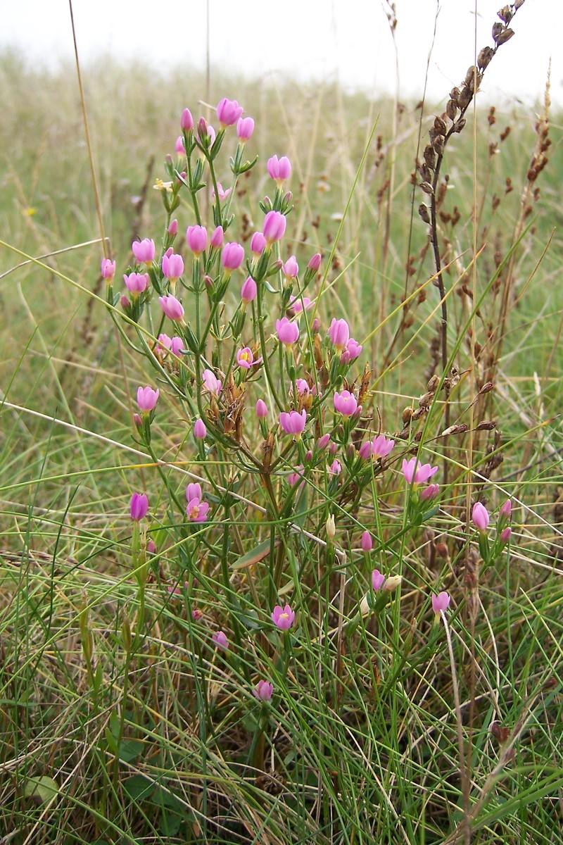 Branched Centaury photo 4