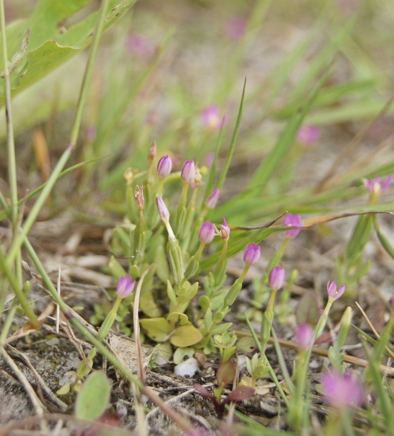 Branched Centaury photo 6