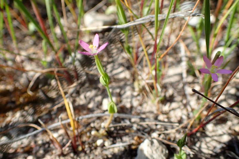 Branched Centaury photo 7