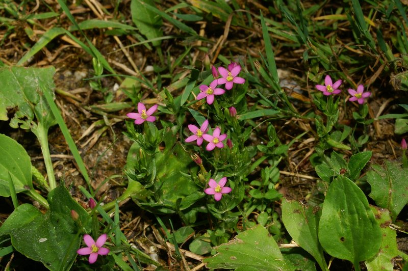 Branched Centaury photo 8