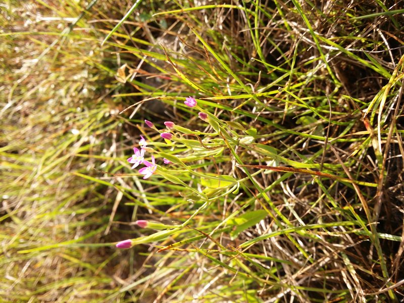 Branched Centaury photo 9