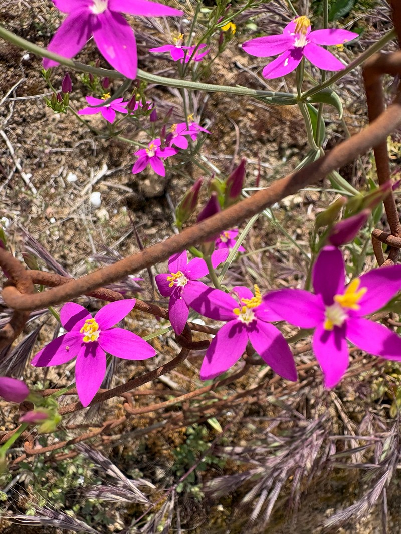 Centaurium pulchellum subsp. pulchellum