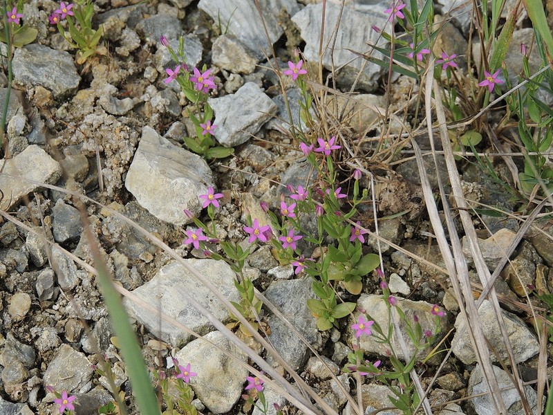Centaurium pulchellum subsp. pulchellum photo 2