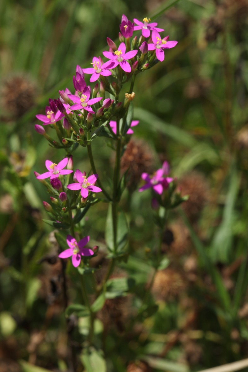 Centaurium pulchellum subsp. pulchellum photo 3
