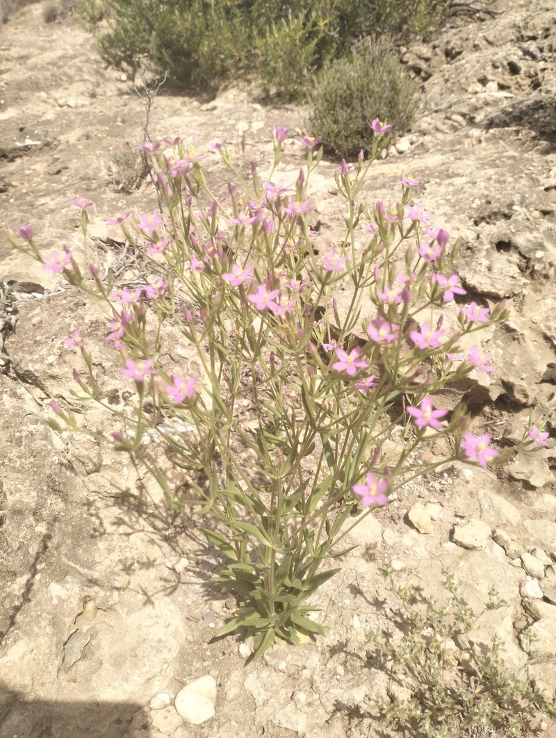 Centaurium quadrifolium subsp. quadrifolium
