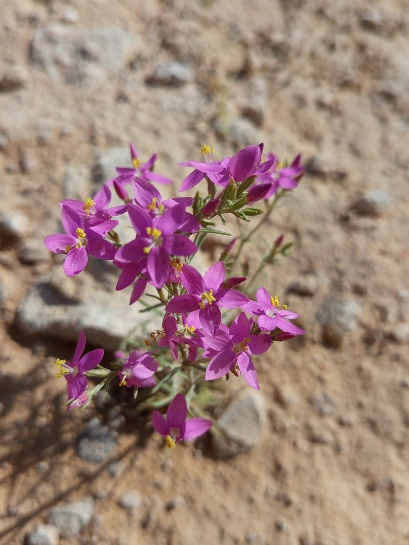 Centaurium quadrifolium subsp. quadrifolium photo 2