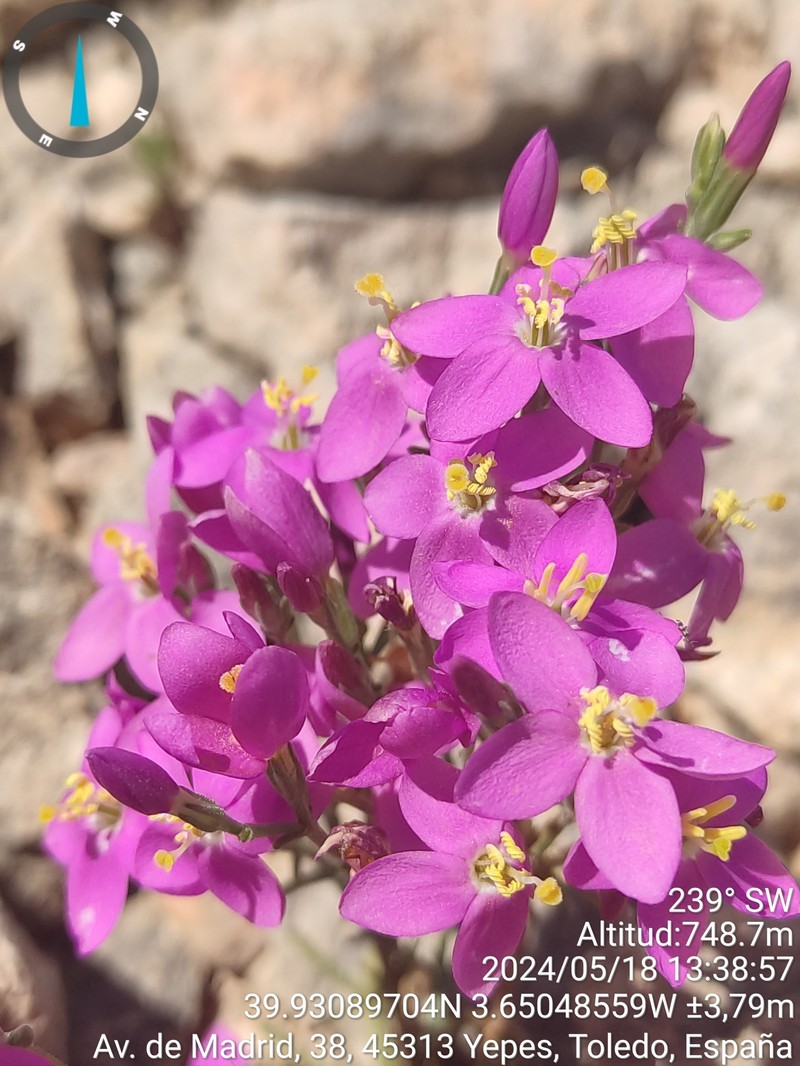 Centaurium quadrifolium subsp. quadrifolium photo 3