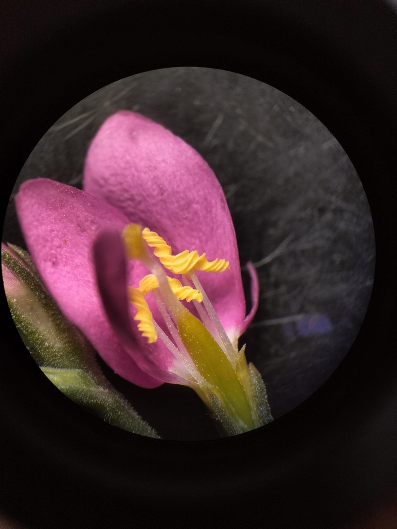 Centaurium quadrifolium subsp. quadrifolium photo 4