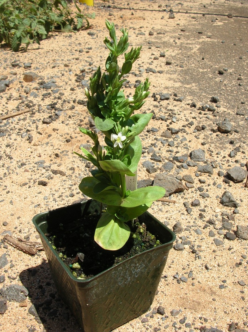 Lavaslope Centaury photo 4