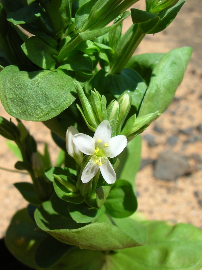 Lavaslope Centaury photo 5