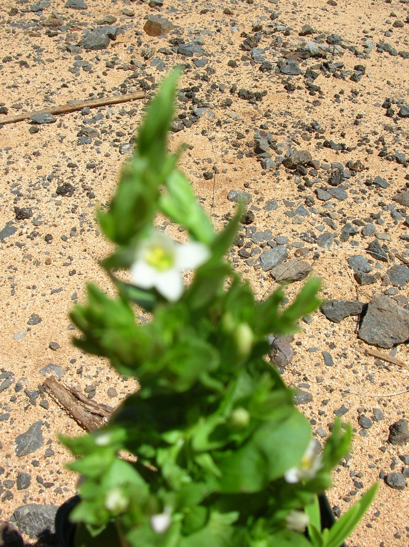 Lavaslope Centaury photo 6