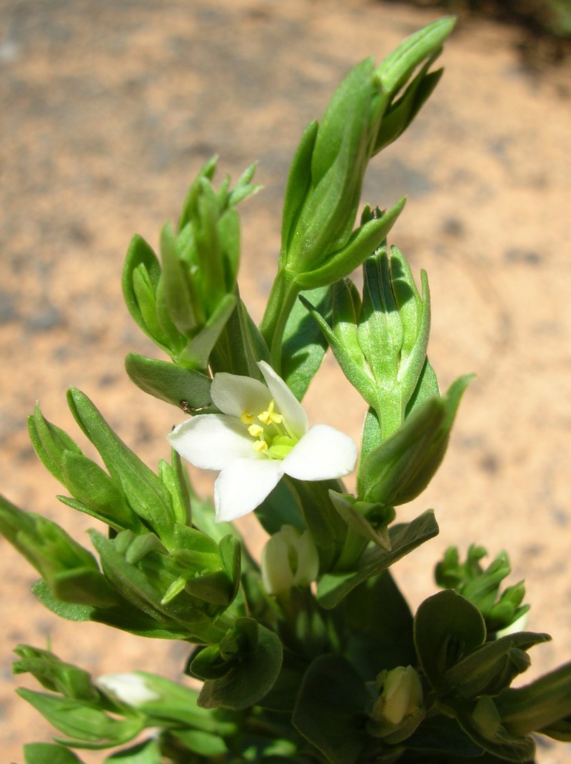 Lavaslope Centaury
