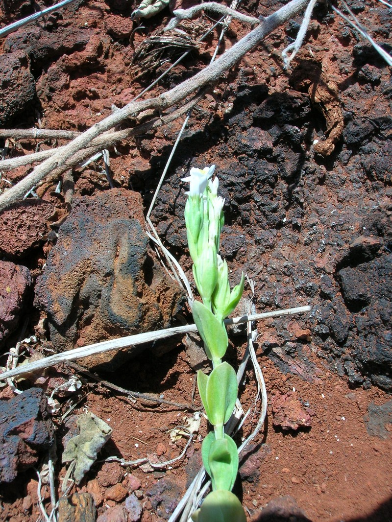 Lavaslope Centaury photo 2