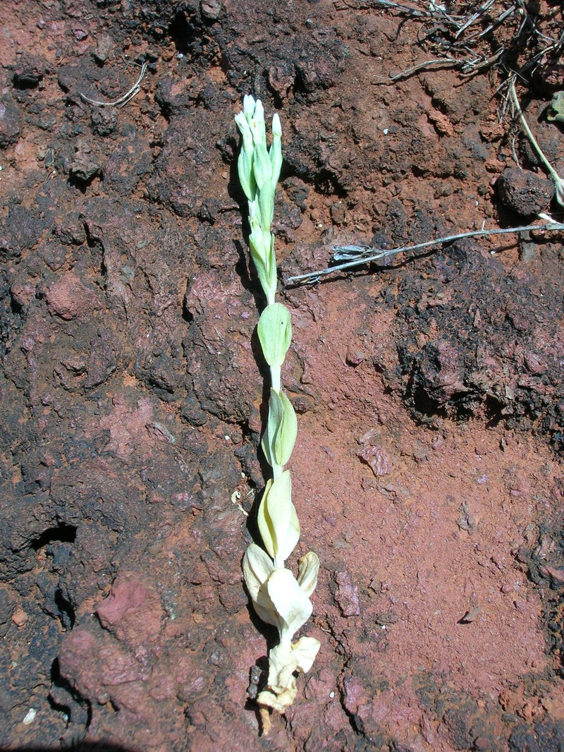 Lavaslope Centaury photo 3