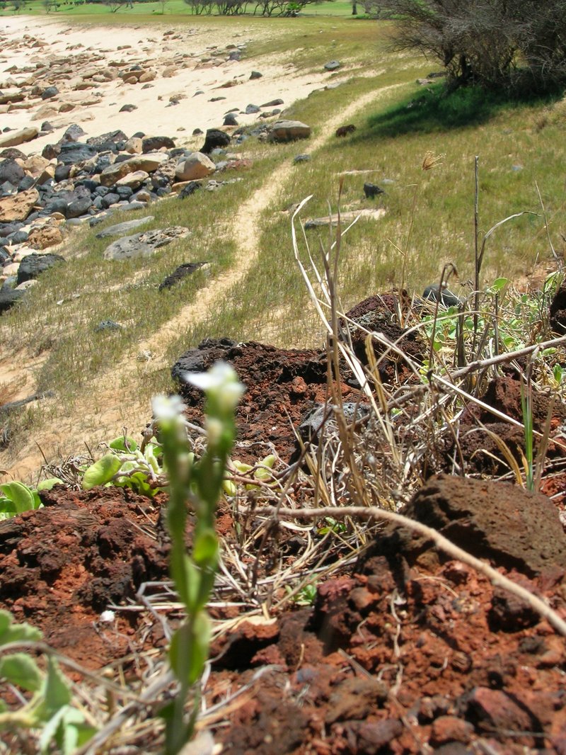Lavaslope Centaury photo 7