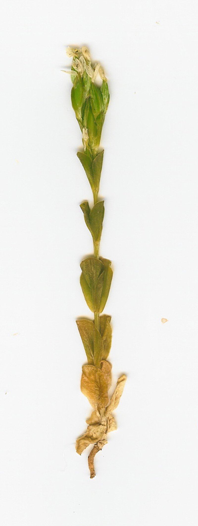 Lavaslope Centaury photo 8