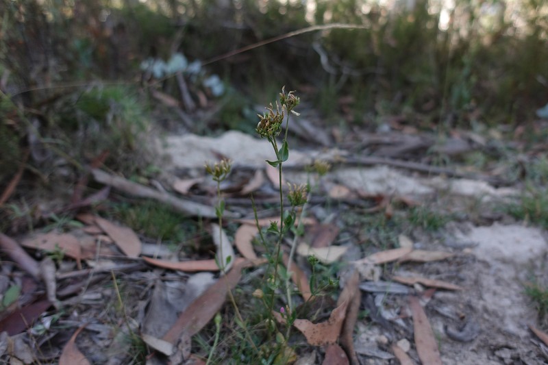Centaurium tenuiflorum subsp. tenuiflorum