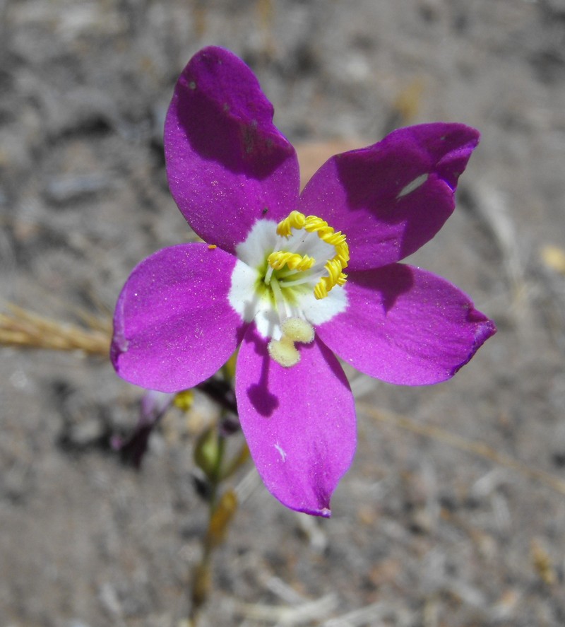 Charming Centaury photo 3