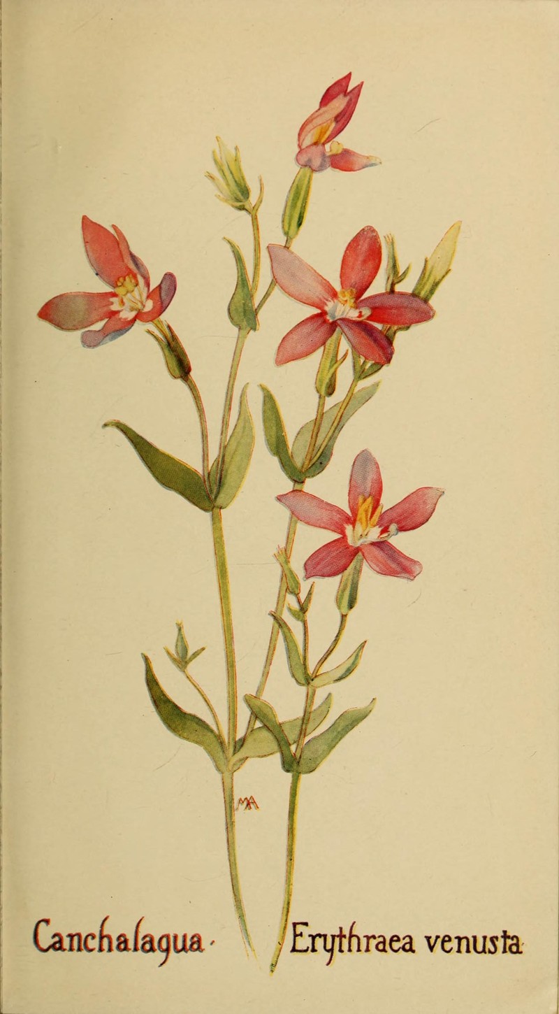 Charming Centaury photo 4