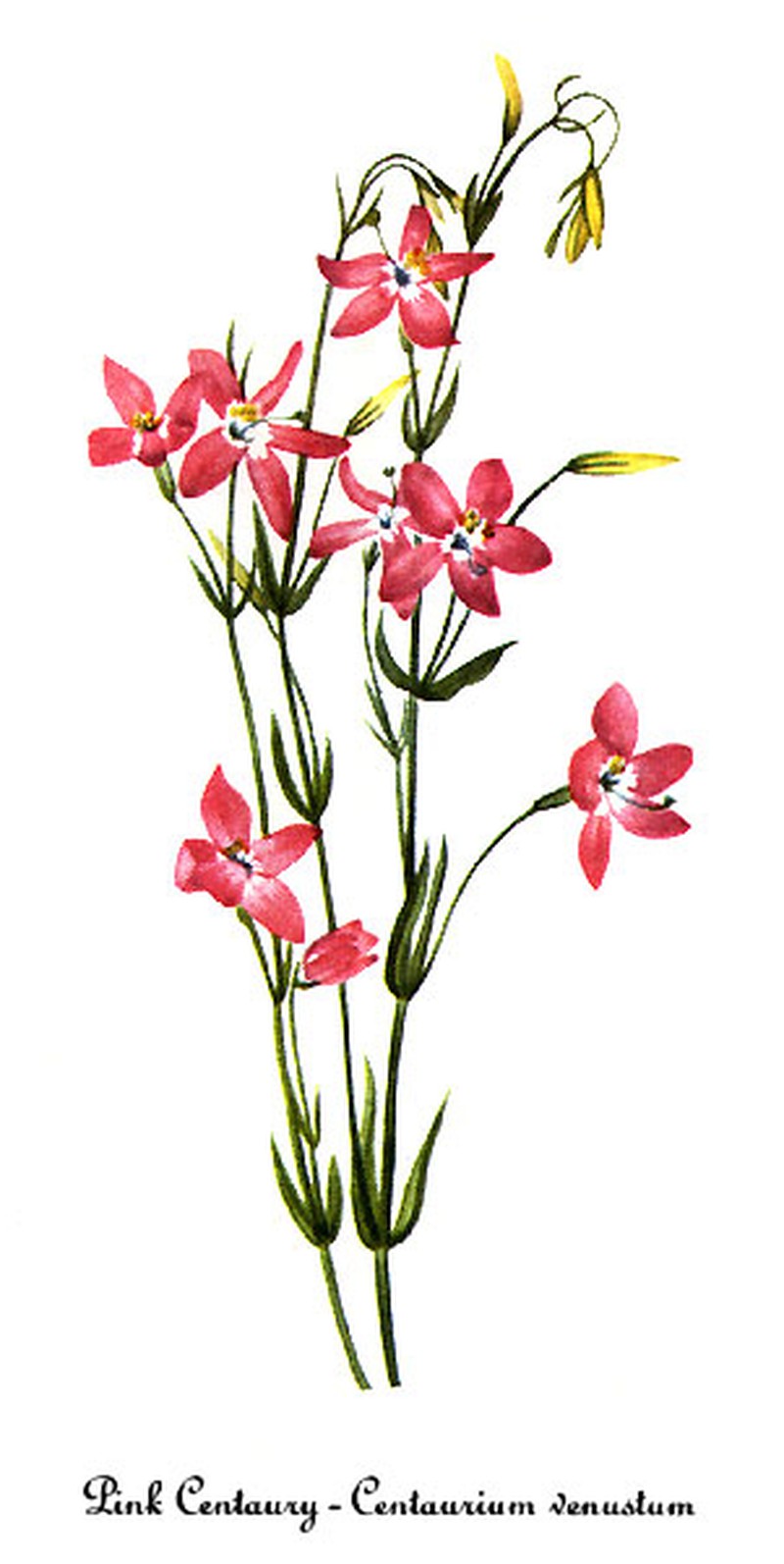 Charming Centaury photo 2