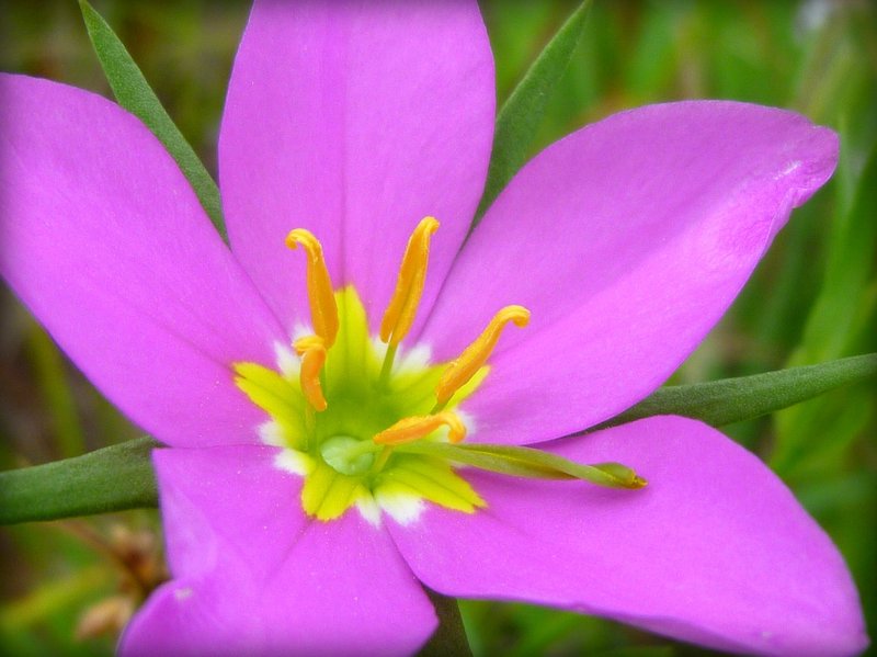 Charming Centaury photo 5