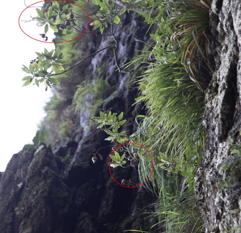 Centaurodendron schilleri