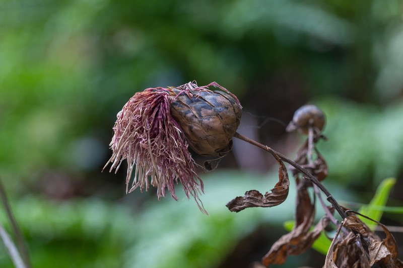 Centaurodendron schilleri photo 2