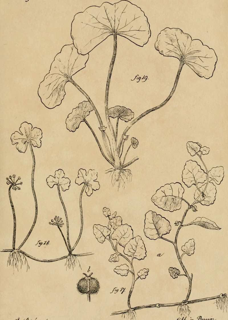 Centella abbreviata