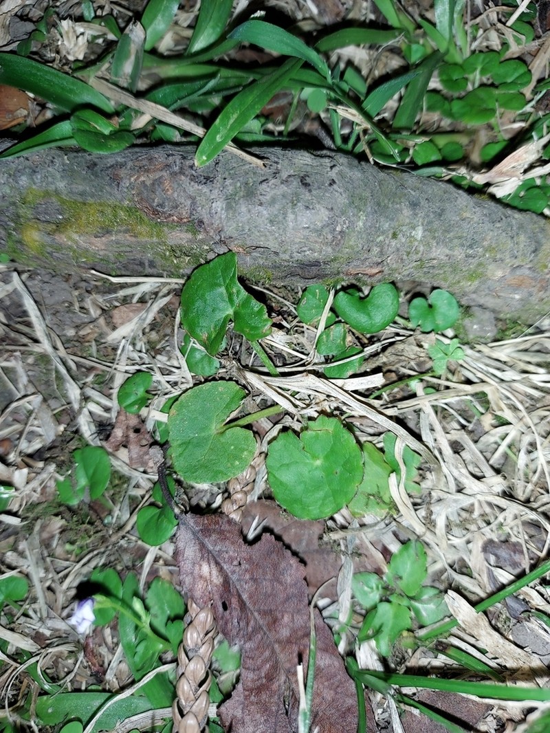 Spadeleaf photo 2
