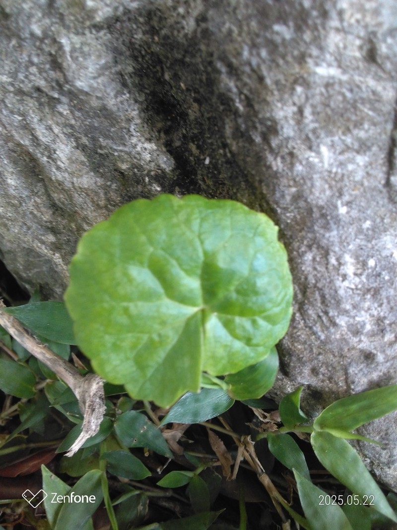 Spadeleaf photo 3