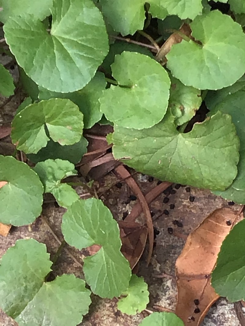 Spadeleaf photo 4