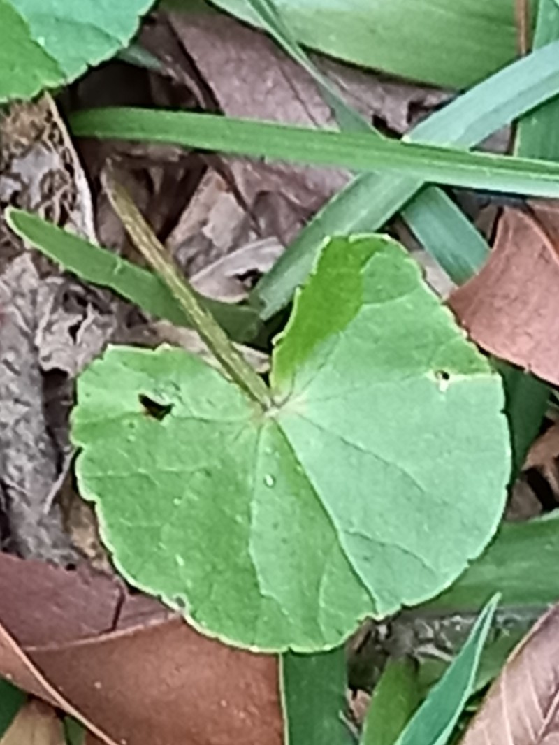 Spadeleaf photo 5