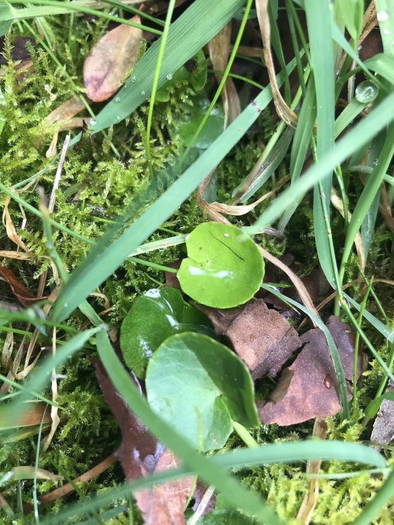 Spadeleaf photo 6