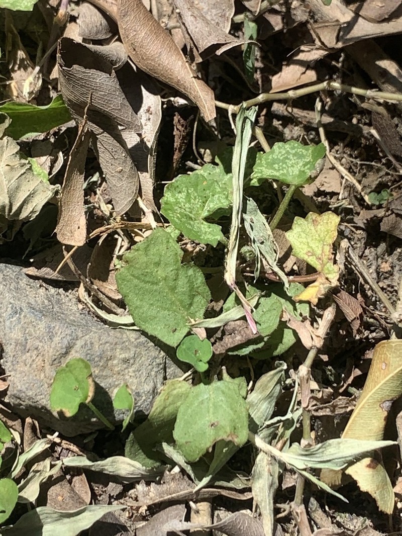 Spadeleaf photo 7