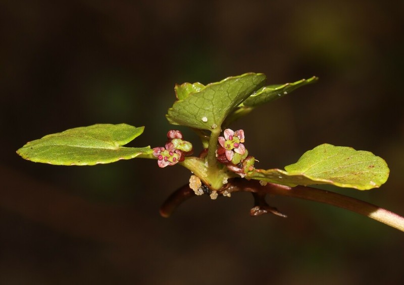 Spadeleaf photo 8