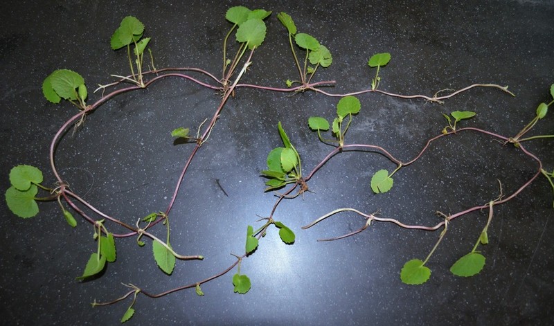 Erect Centella