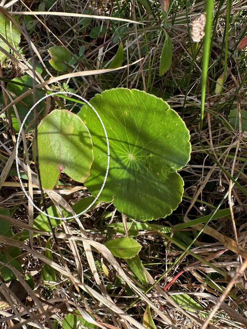 Erect Centella photo 2