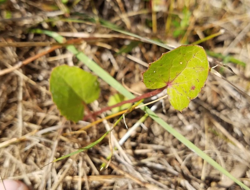 Erect Centella photo 3