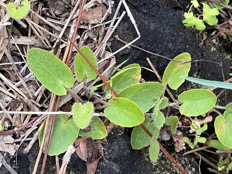Erect Centella photo 4