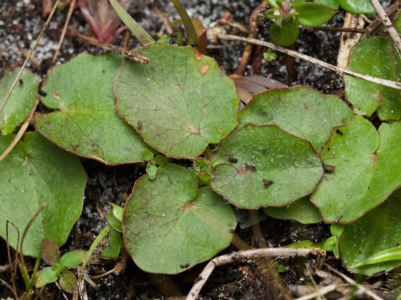 Erect Centella photo 5