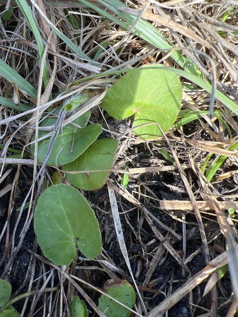 Erect Centella photo 6
